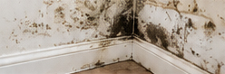 Mold Mold Remediation Services